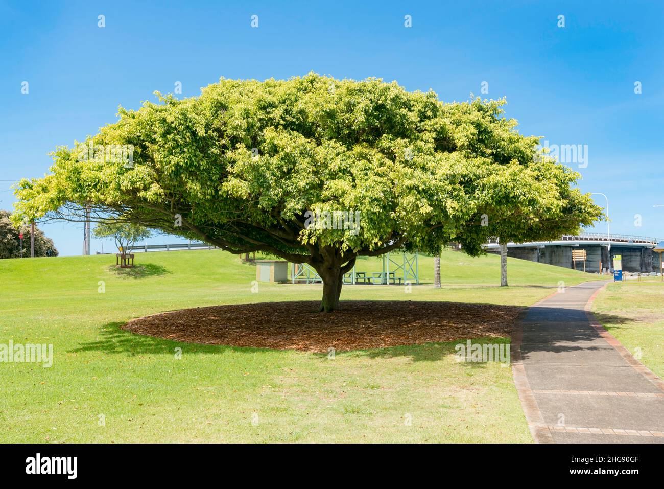 Eine reife Trauerfeige (Ficus benjamina) oder Benjamin Fig, die im Zentrum des Lone Pine Memorial Park in TunCurrische, New South Wales, Australien wächst Stockfoto