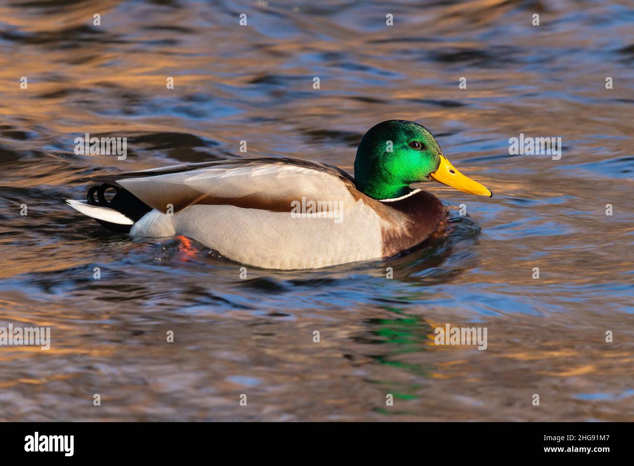 Stockente auf dem Wasser Stockfoto