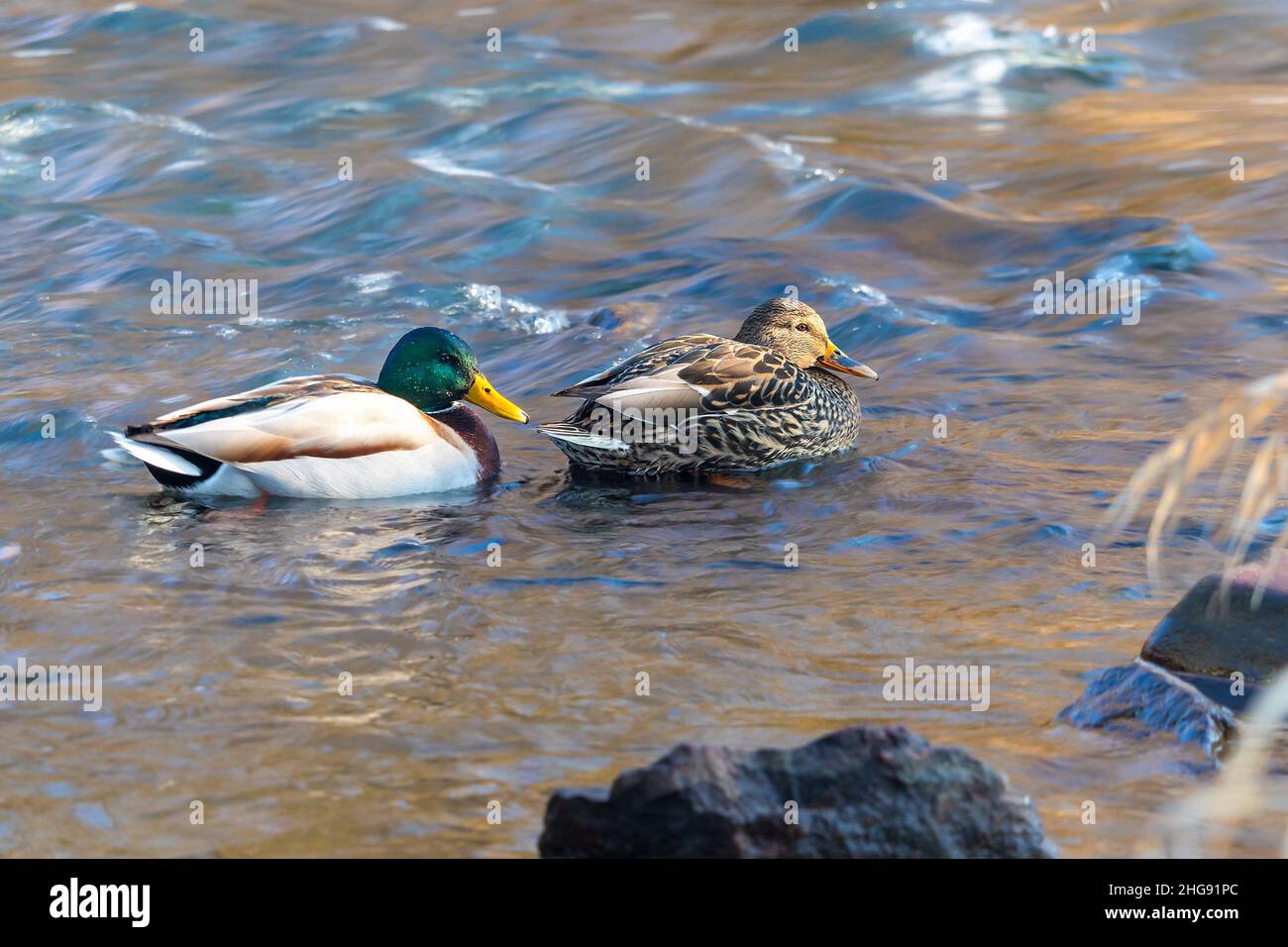 Ein Paar Stockenten auf dem Wasser - eine männliche und eine weibliche Ente Stockfoto