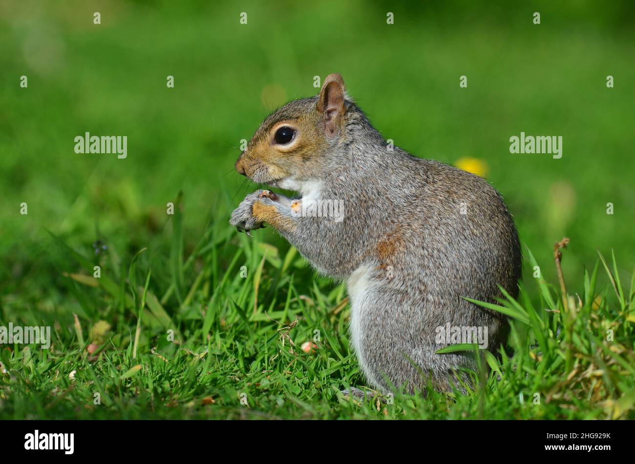 Graues Eichhörnchen auf der Nahrungssuche im Grasland Lebensraum Stockfoto