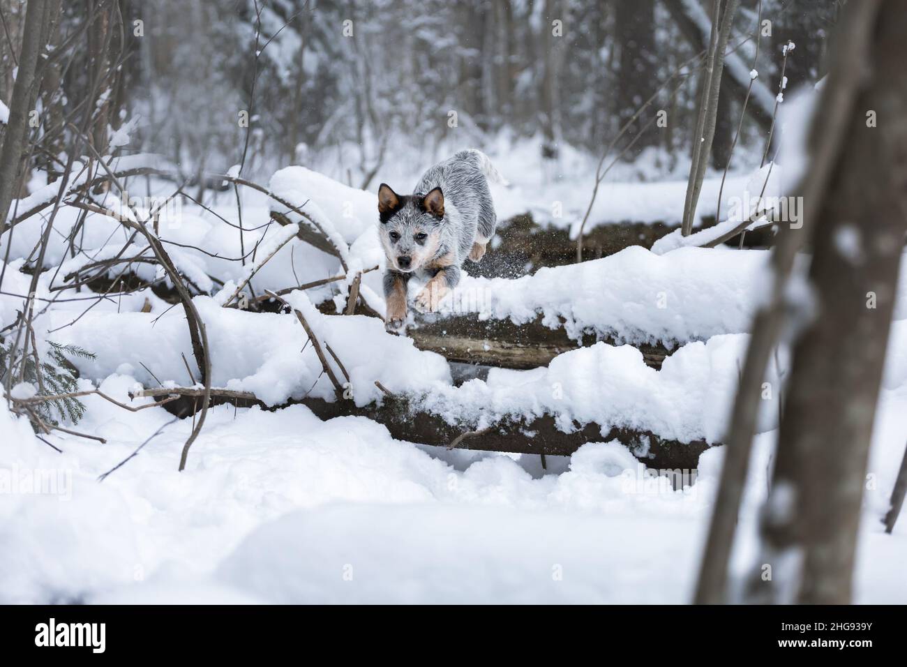 Aktive Welpen von australischen Rinderhund oder blauen Heeler im Freien im Winterwald mit Schnee laufen Stockfoto