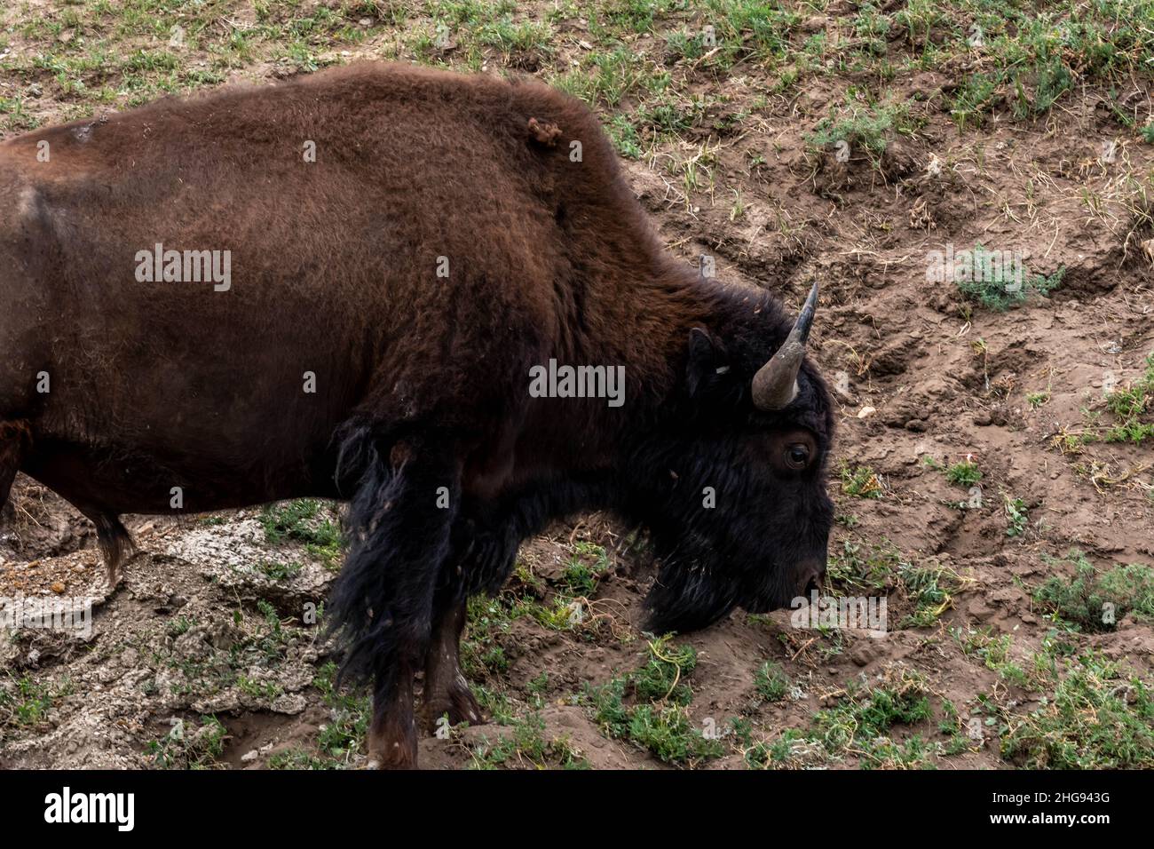 American Bison auf dem Gebiet des Theodore Roosevelt NP, North Dakota Stockfoto