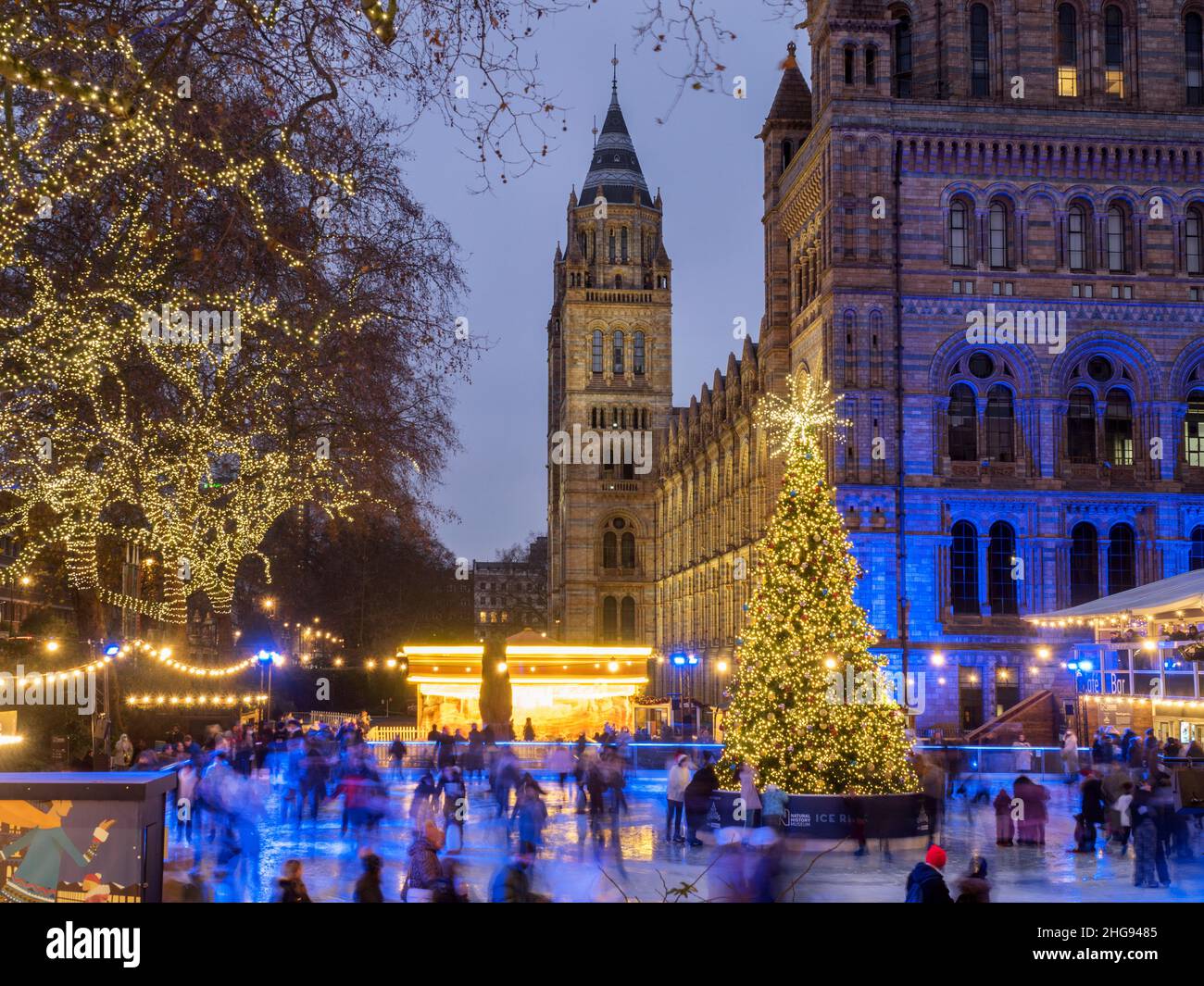 Schlittschuhlaufen um den Weihnachtsbaum in der Abenddämmerung im Natural History Museum Borough of Kensington und Chelsea London England Stockfoto