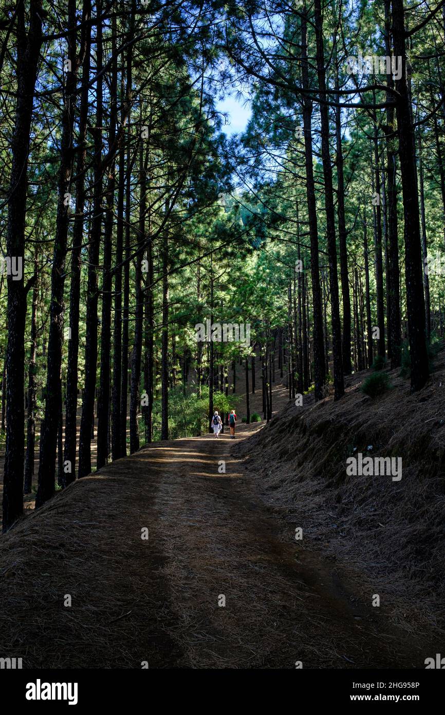 Zwei Frauen, die auf einer Strecke durch den Pinienwald in der Nähe von Santiago del Teide, Teneriffa, Kanarische Inseln, Spanien, wandern Stockfoto