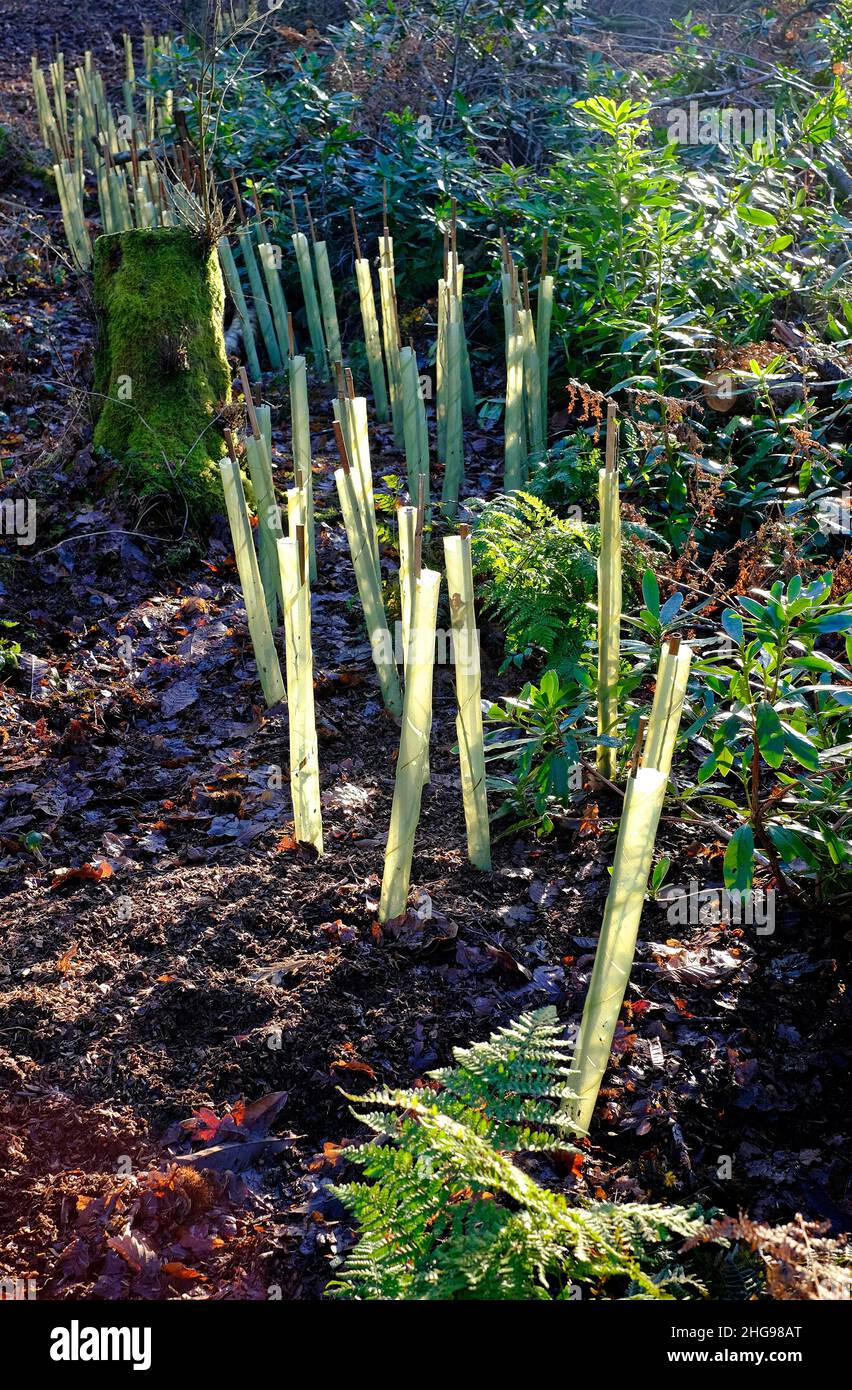 Kunststoffschläuche junge Baum Protektoren in Wald, Nord-norfolk, england Stockfoto