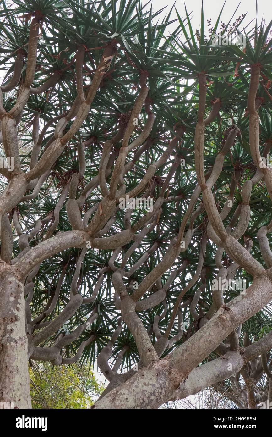 Dracaena Draco, Drachenbaum auf den Kanarischen Inseln  Madeira Portugal Stockfoto