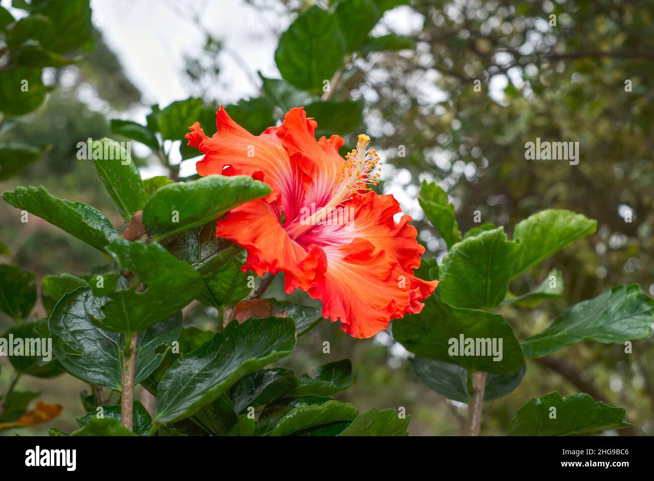 Orange Hibiscus  Madeira Portugal Stockfoto
