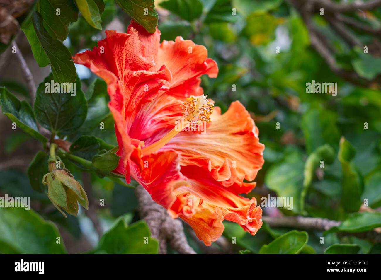 Orange Hibiscus  Madeira Portugal Stockfoto