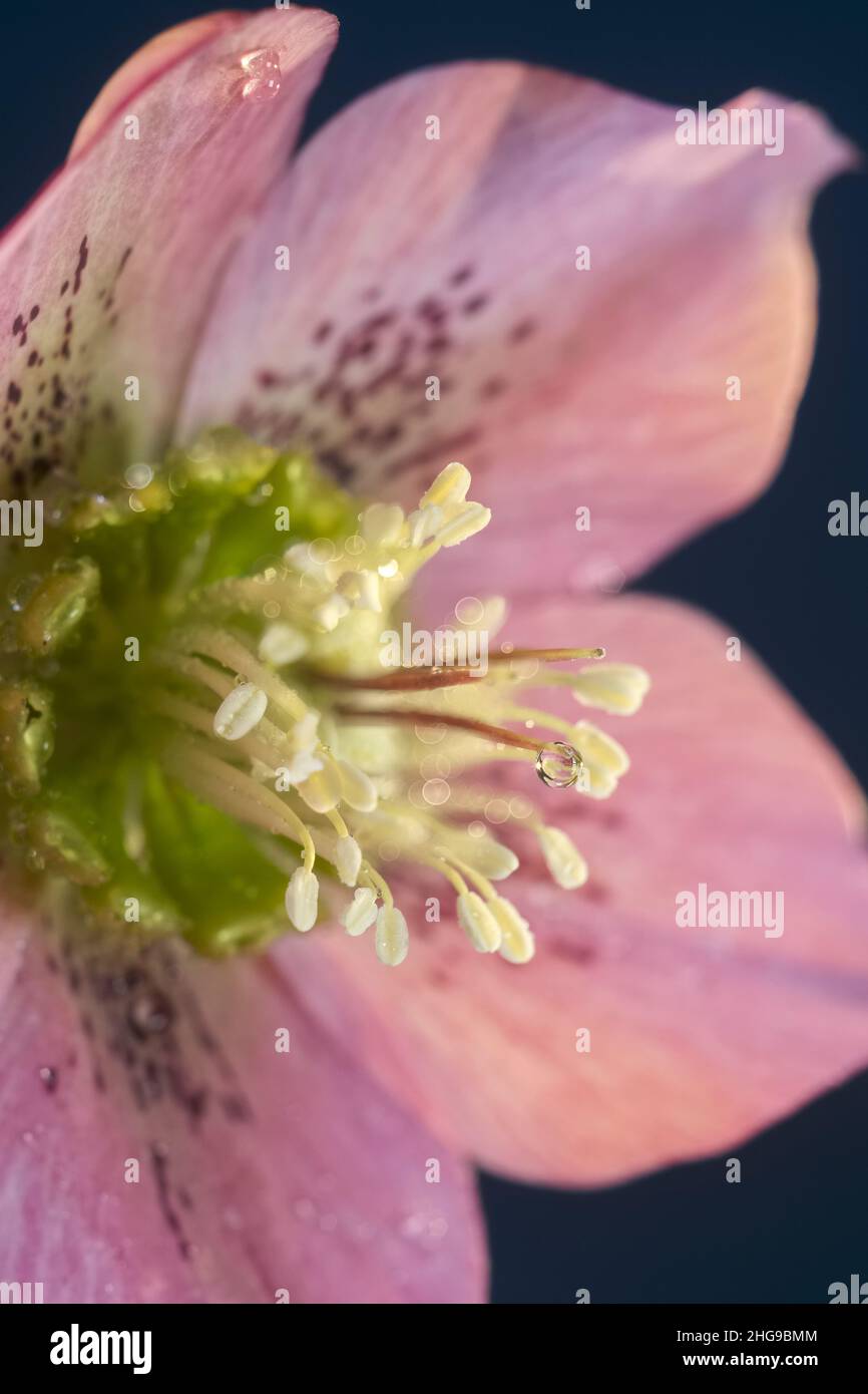 Hellebore Blume mit Wassertropfen  Norfolk UK Stockfoto