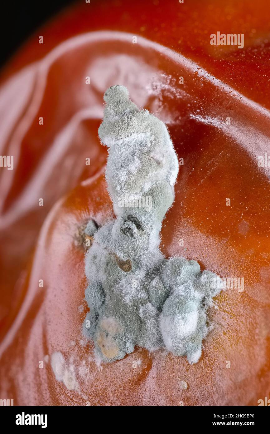 Pilzwachstum auf verrottenden Tomaten  Norfolk UK Stockfoto