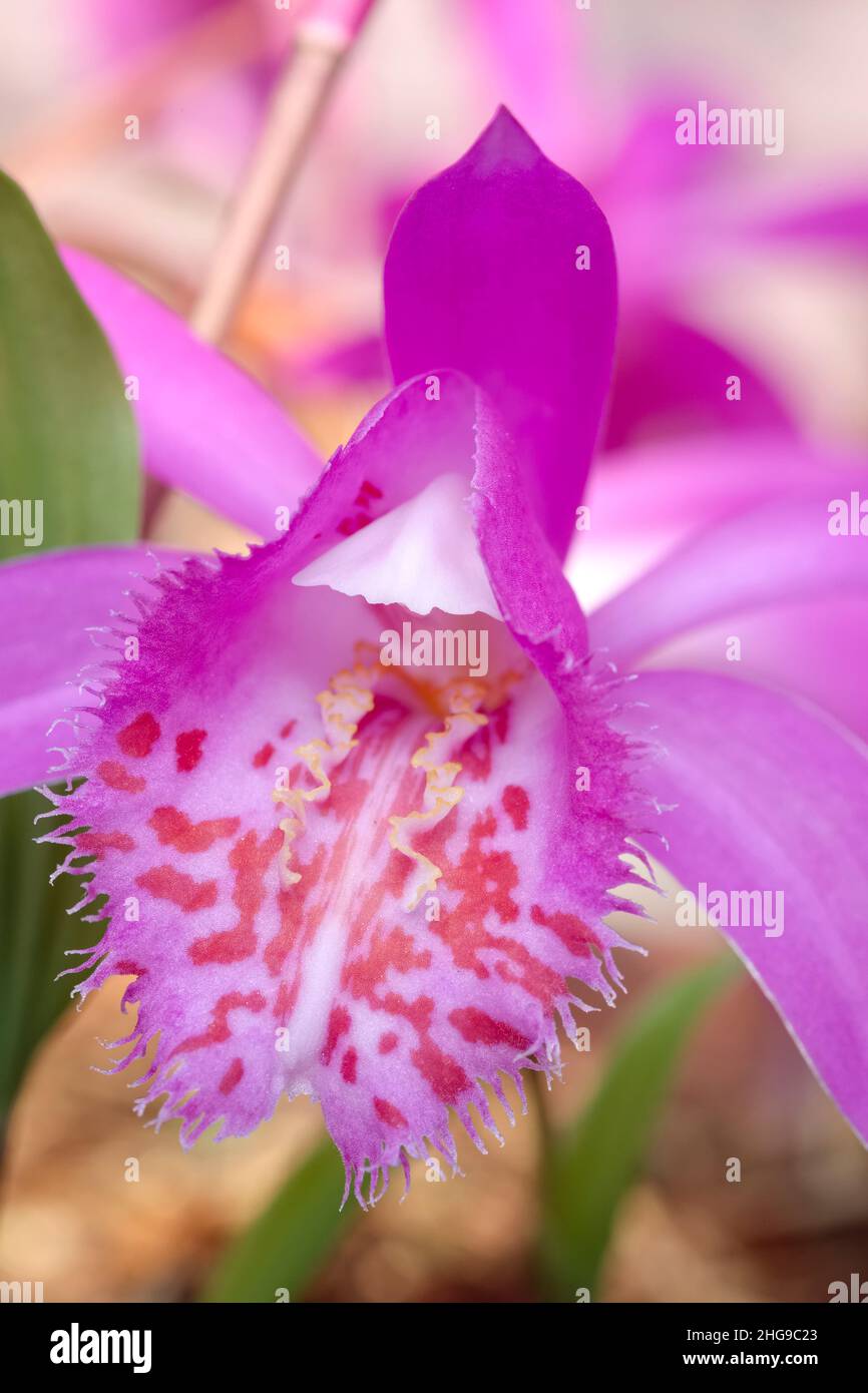 Pleione tongariro, Pfauenorchidee Stockfoto