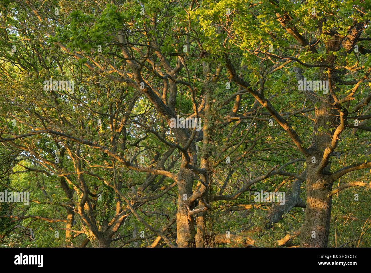 Quercus alba, Eichenbäume im Frühjahr mit auftauchenden Blättern  Norfolk UK Stockfoto