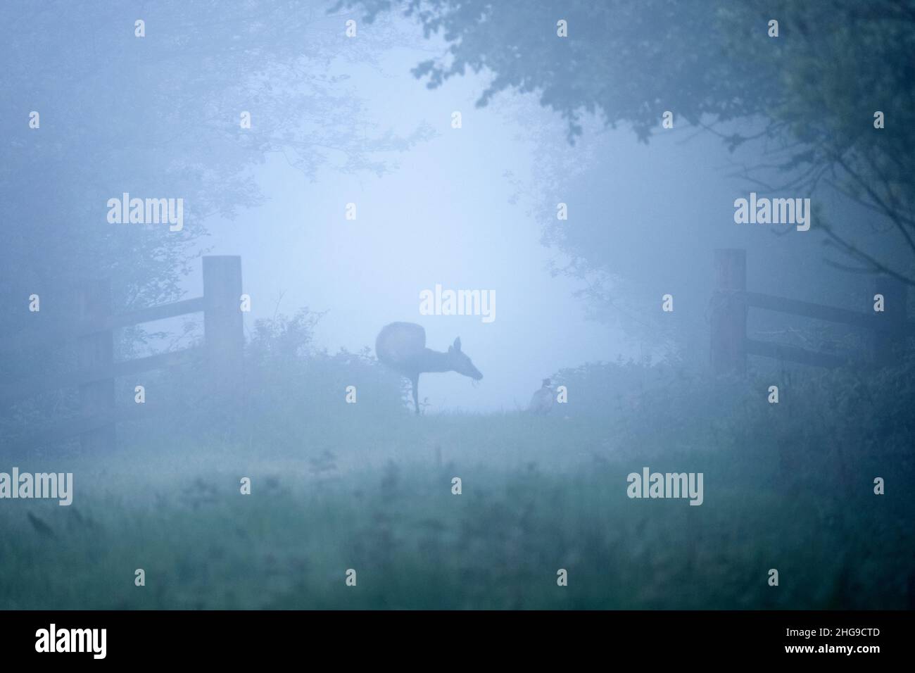 Cervus elaphus, Red Deer juvenile in Mist  Norfolk UK Stockfoto