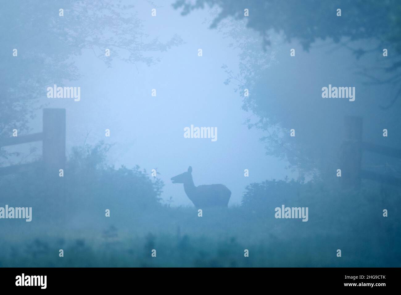 Cervus elaphus, Red Deer juvenile in Mist  Norfolk UK Stockfoto