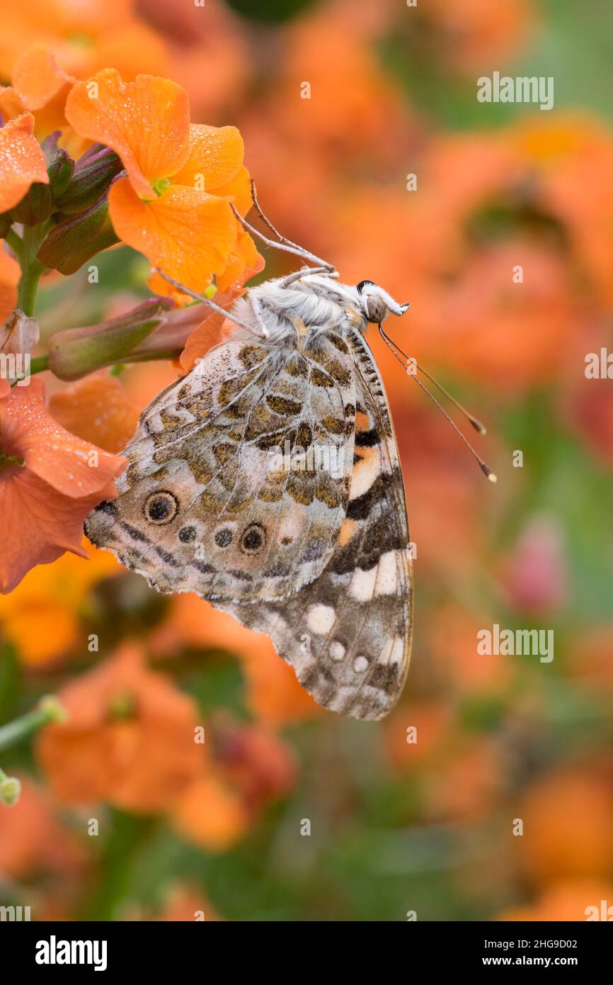Vanessa cardui, Painted Lady Butterfly auf Erysimum 'Apricot Delight' ruhend  Norfolk UK Stockfoto
