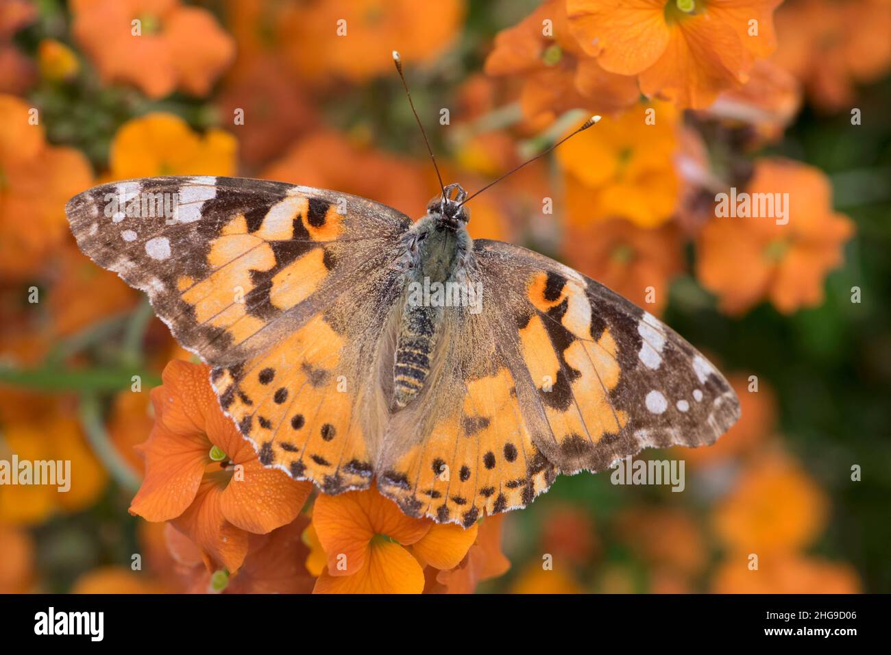Vanessa cardui, Painted Lady Butterfly auf Erysimum 'Apricot Delight' ruhend  Norfolk UK Stockfoto