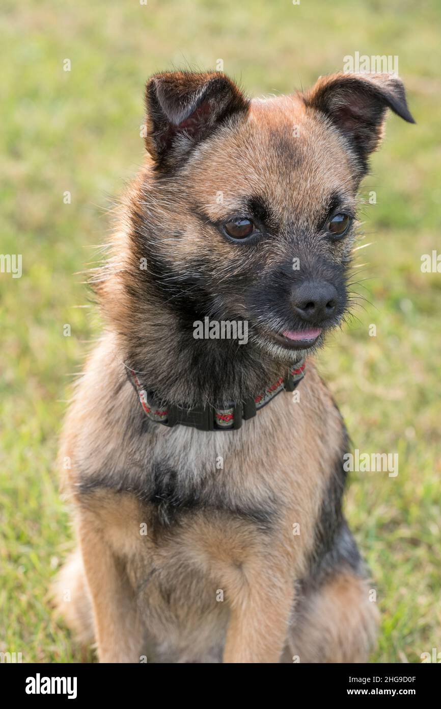 Border X Jack Russell Terrier ~ Norfolk UK Stockfoto