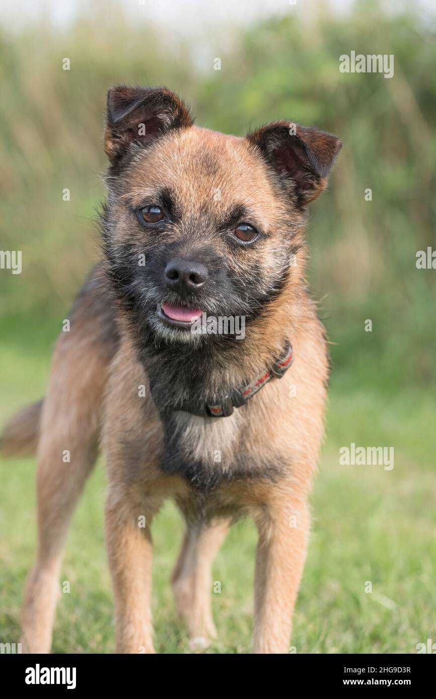 Border X Jack Russell Terrier  Norfolk UK Stockfoto