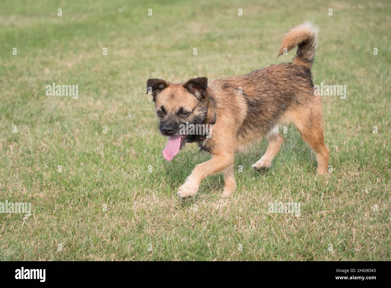 Border X Jack Russell Terrier ~ Norfolk UK Stockfoto