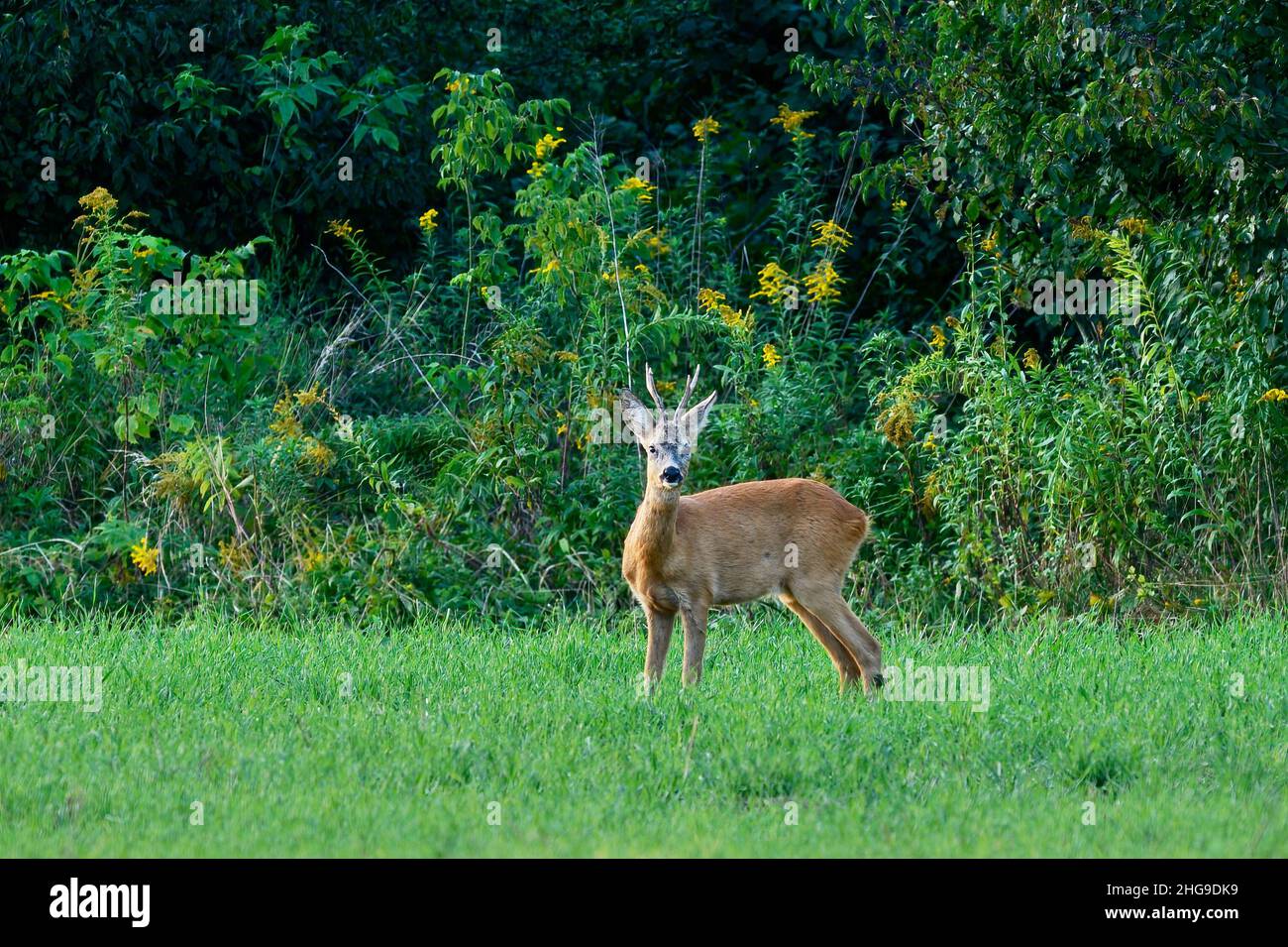 Rehe mit schönen Geweihen, die in der Dämmerung auf einem Feld stehen. In der Nähe des Waldes. Auf der Suche nach Essen. Frische Sommervegetation. Gattung Capreolus capreolus. Stockfoto