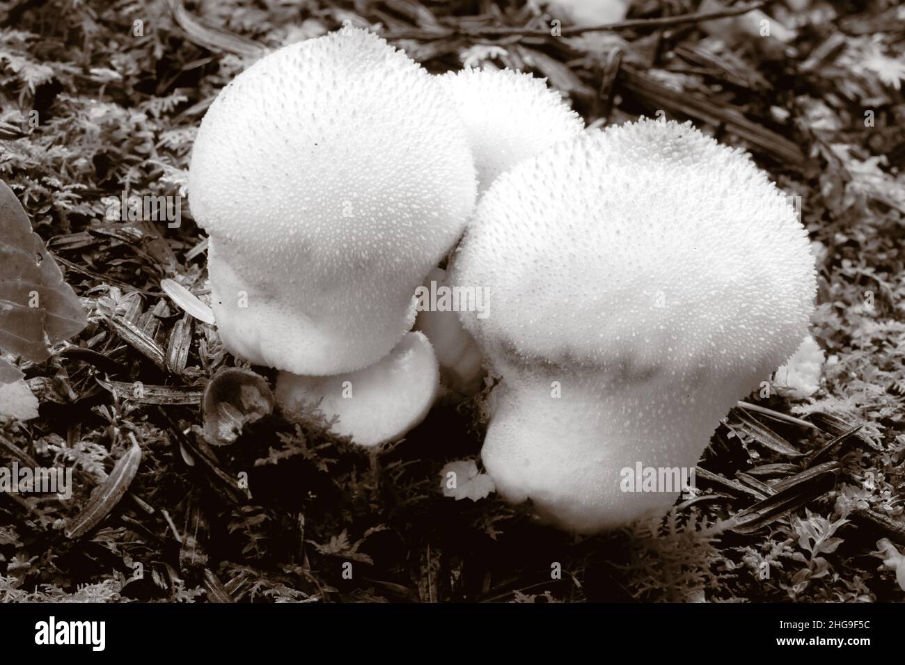 Ich fand diese Pilze, als ich mit meinem Hund auf dem Waldstück meiner Nachbarn im ländlichen Door County Wisconsin spazieren ging. Stockfoto