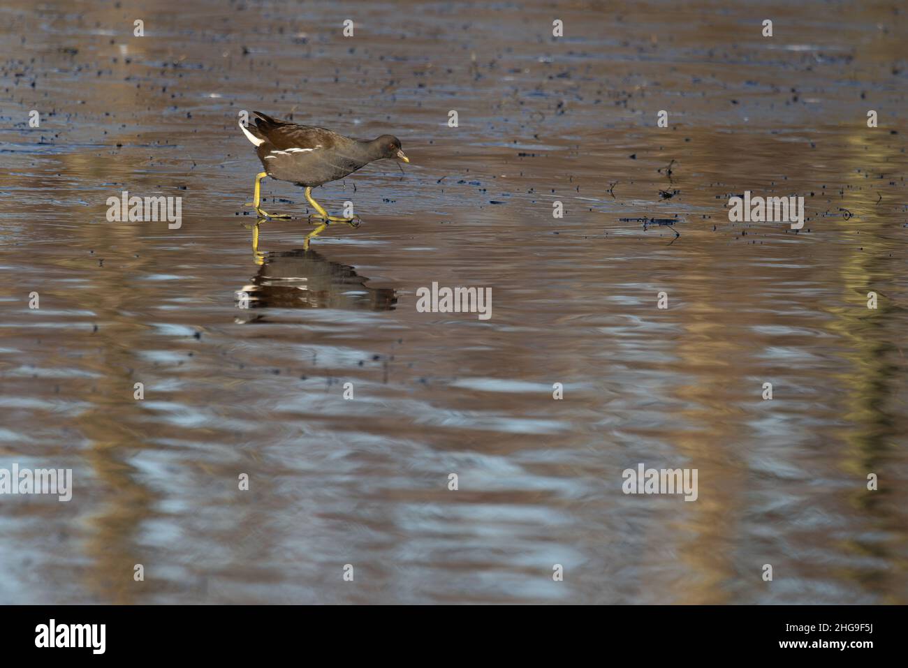 Moorhen (Gallinula chloropus) Whitlingham Norfolk GB Großbritannien Januar 2022 Stockfoto