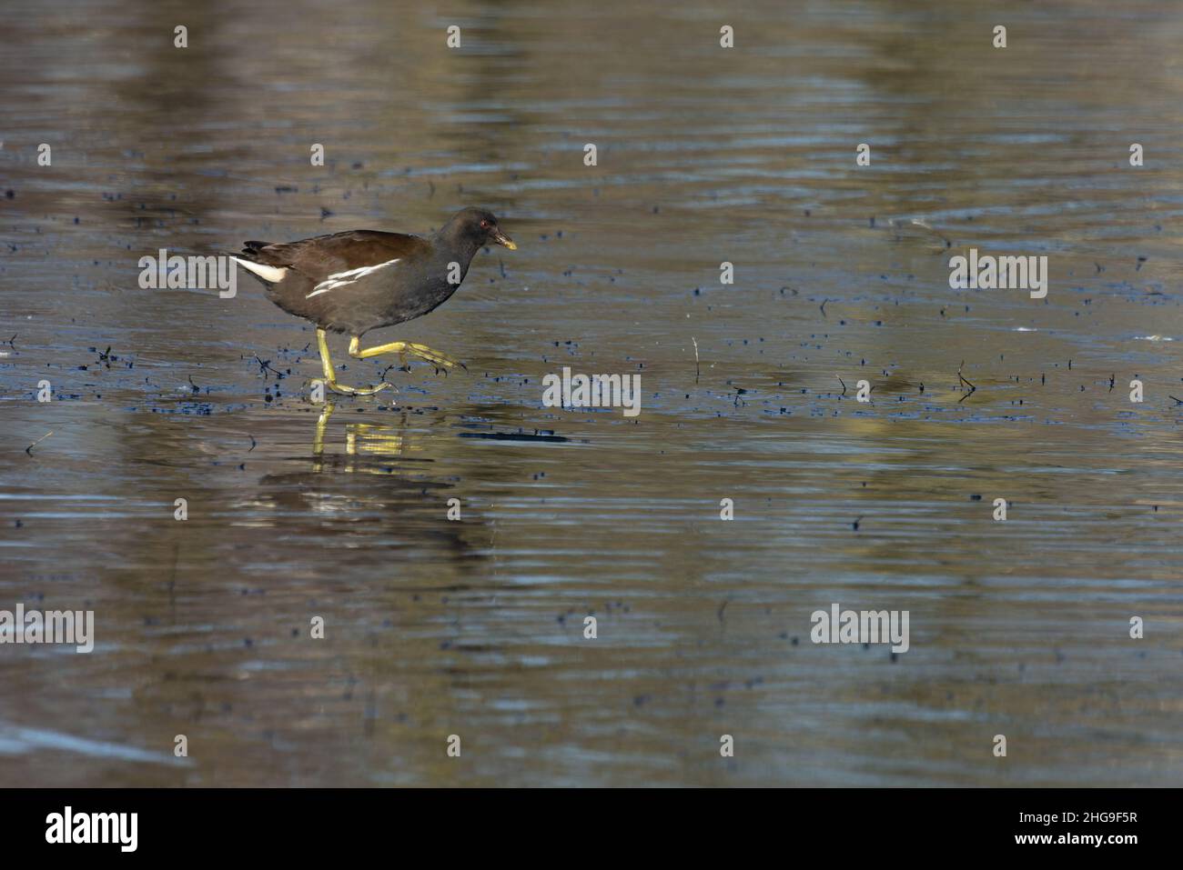 Moorhen (Gallinula chloropus) Whitlingham Norfolk GB Großbritannien Januar 2022 Stockfoto