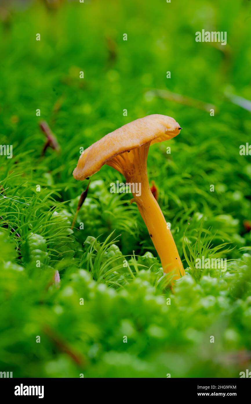 Ich fand diese Pilze, als ich an einem feuchten Herbstnachmittag durch ein Land Trust in Door County in der Nähe von Sturgeon Bay Wisconsin ging. Stockfoto