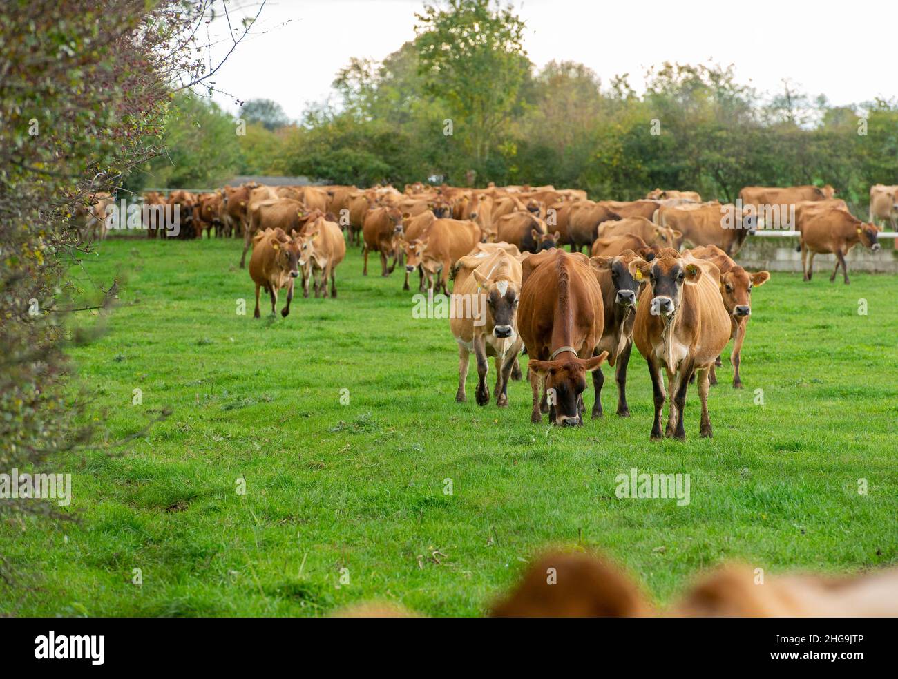 Eine Herde Jersey Milchkühe, Yorkshire, Großbritannien Stockfoto