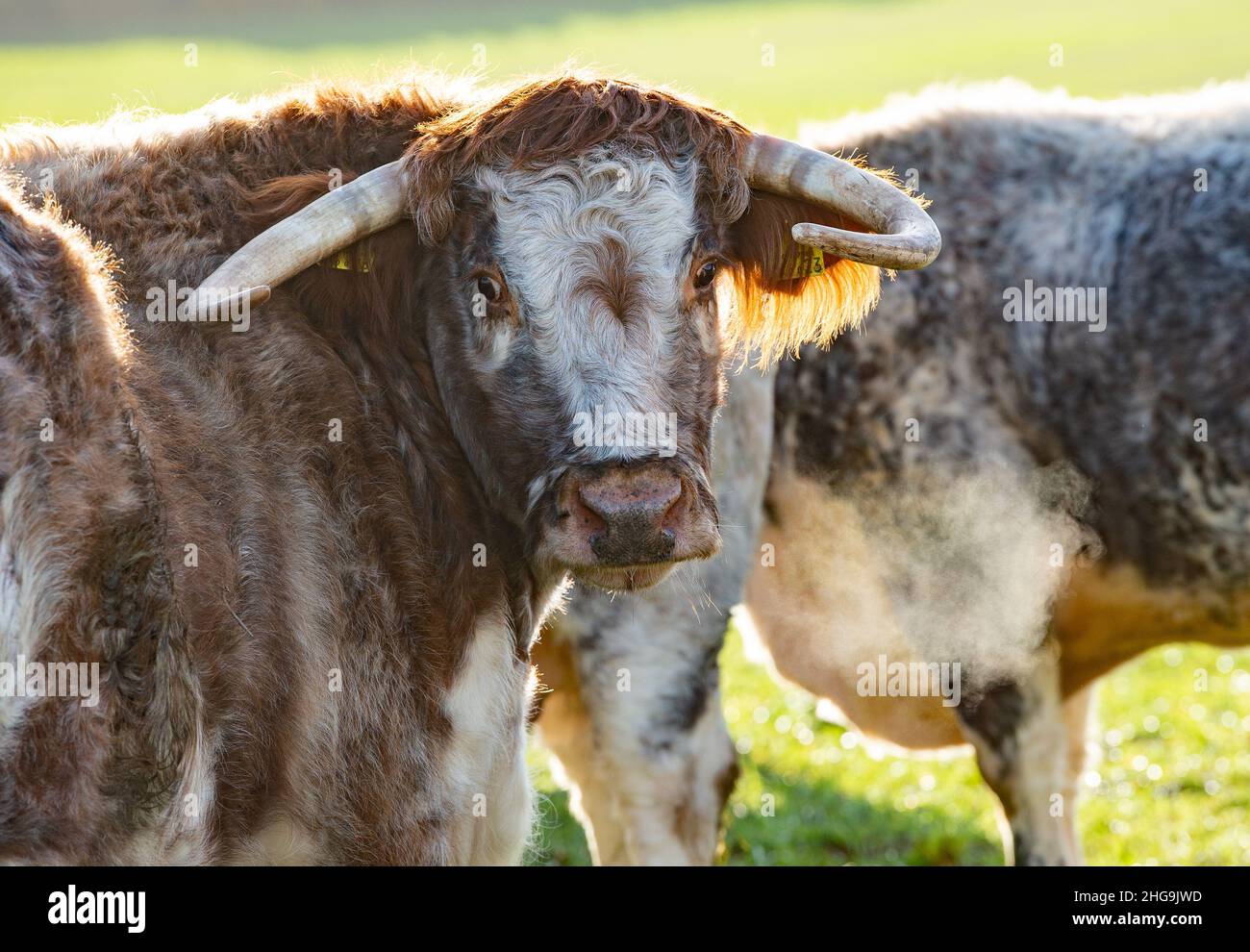 Longhorn Cattle, Derbyshire, Großbritannien Stockfoto