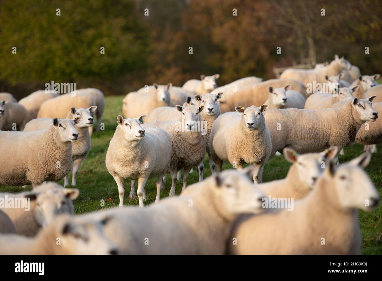 Ein Schwarm von Texel x Mule ewes, Derbyshire, Großbritannien Stockfoto