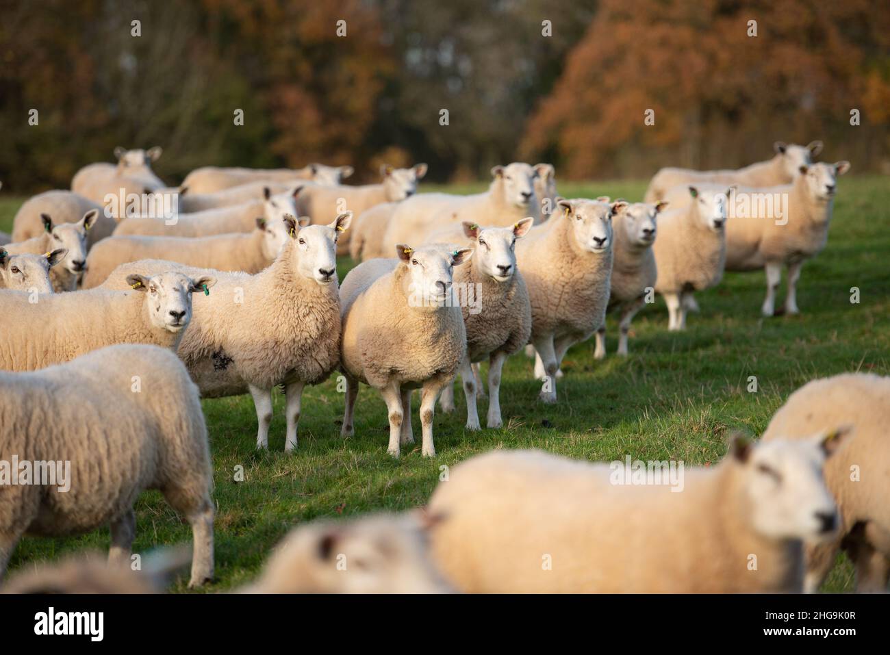 Ein Schwarm von Texel x Mule ewes, Derbyshire, Großbritannien Stockfoto
