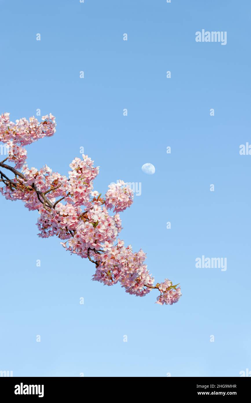 Ein Zweig blühender Sakura, Kirschblüten, im Hintergrund ein Mond am blauen Himmel. Frühling. Stockfoto