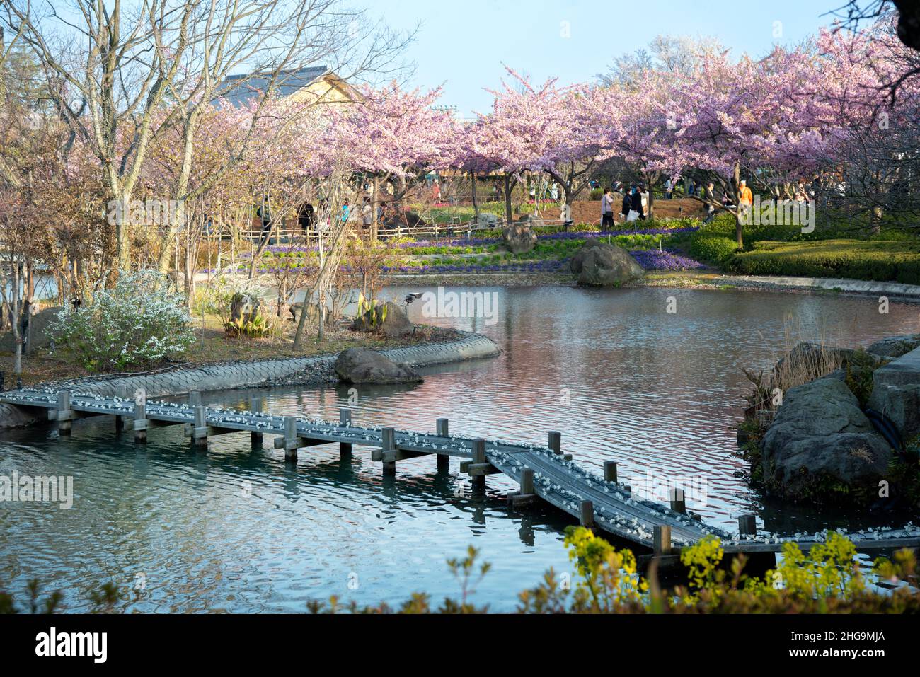 Blühende Sakura-Bäume im Blumenpark Nabana no Sato. Menschen, die am Teich spazieren. Frühling in Japan. Stockfoto