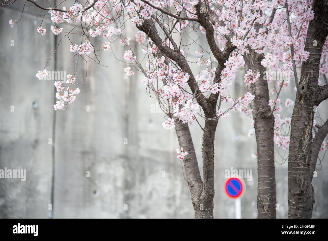 Blühendes Rosa, Sakura, Kirschblütenbaum mit einem Schild ohne Wartezeiten und einer Betonwand im Hintergrund. Stockfoto