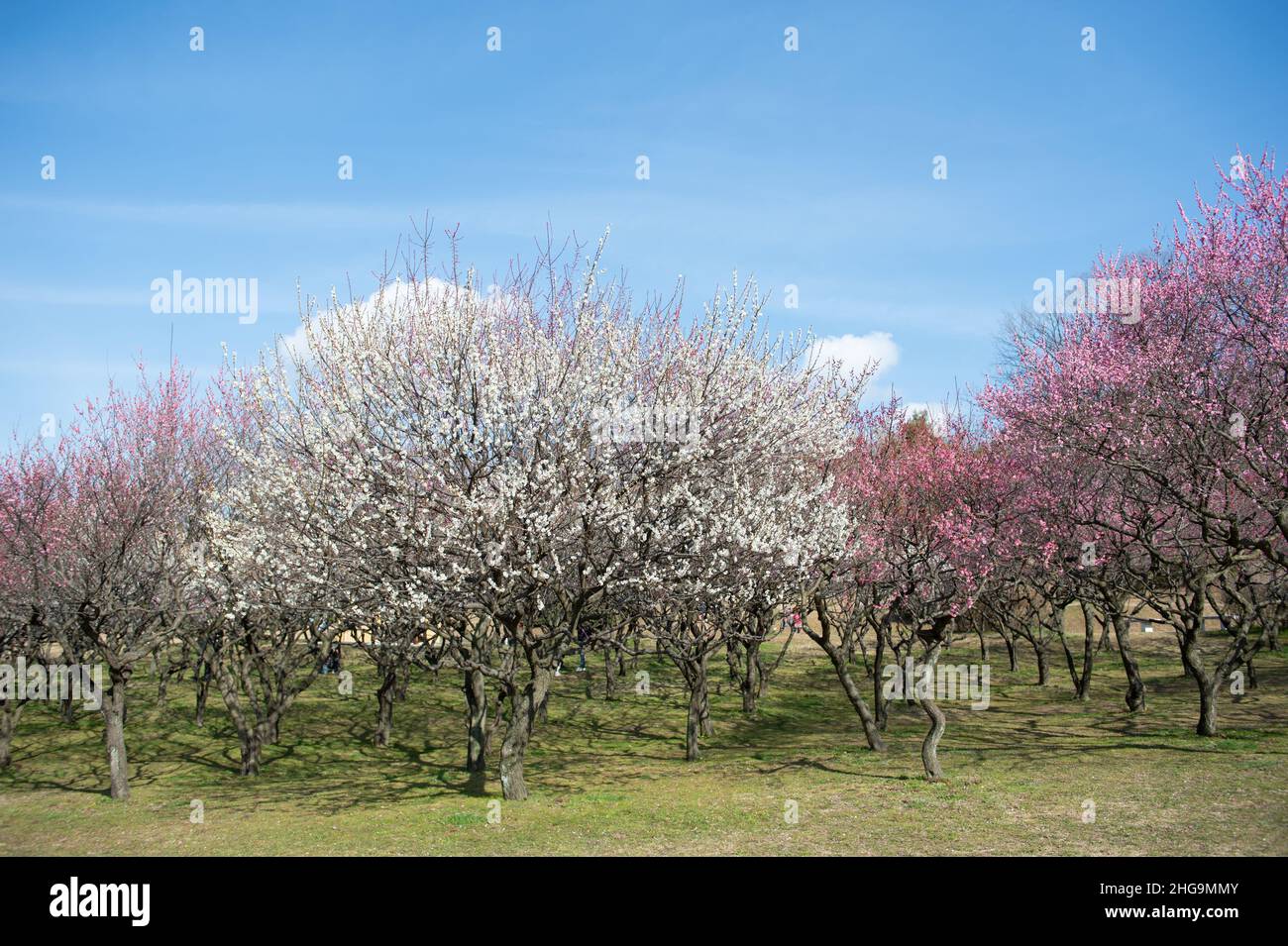 Eine ume blume Fotos und Bildmaterial in hoher Auflösung Alamy