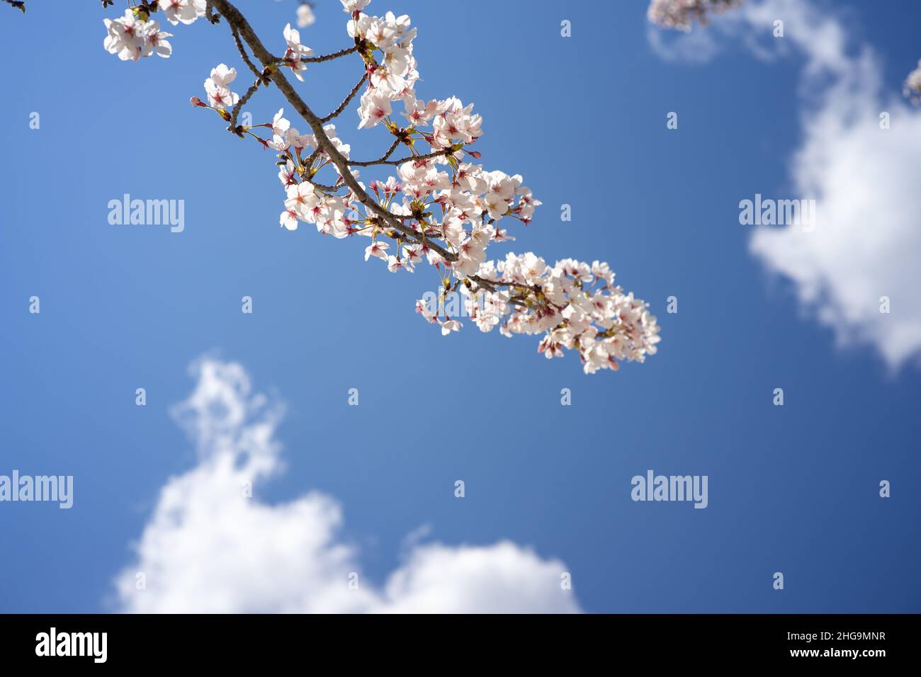 Ein Zweig blühender Sakura, Kirschblüten mit blauem Himmel und weißen Wolken im Hintergrund. Frühling. Stockfoto