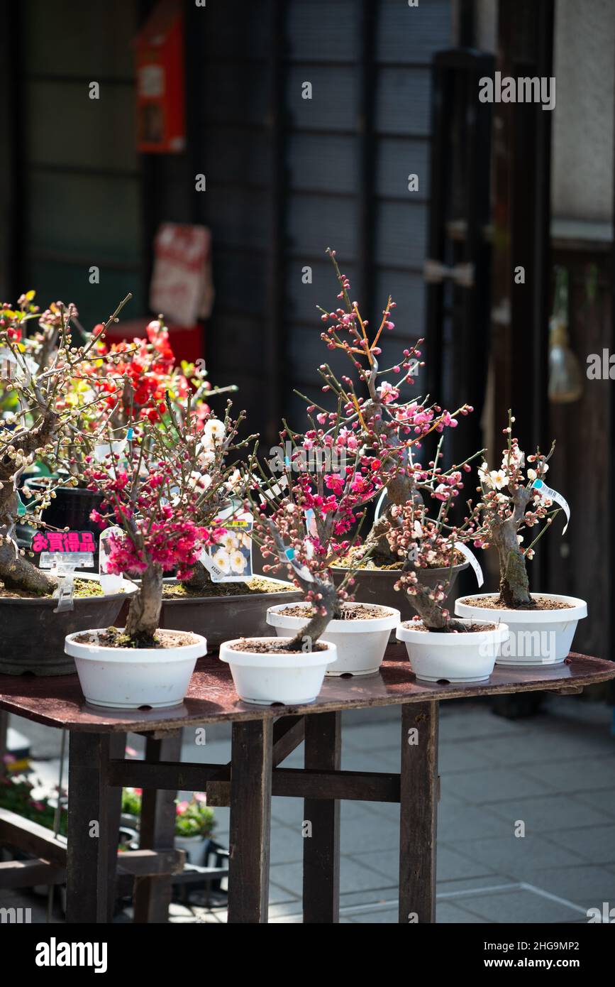 Bonsai-Ausstellung mit Sakura-Kirschblten und Pflaumen-Miniaturbumen.  Frhling in Japan Stockfotografie - Alamy