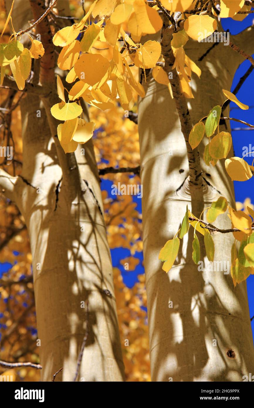 Golden Espen im Herbstsonnenlicht unter einem blauen Himmel Stockfoto