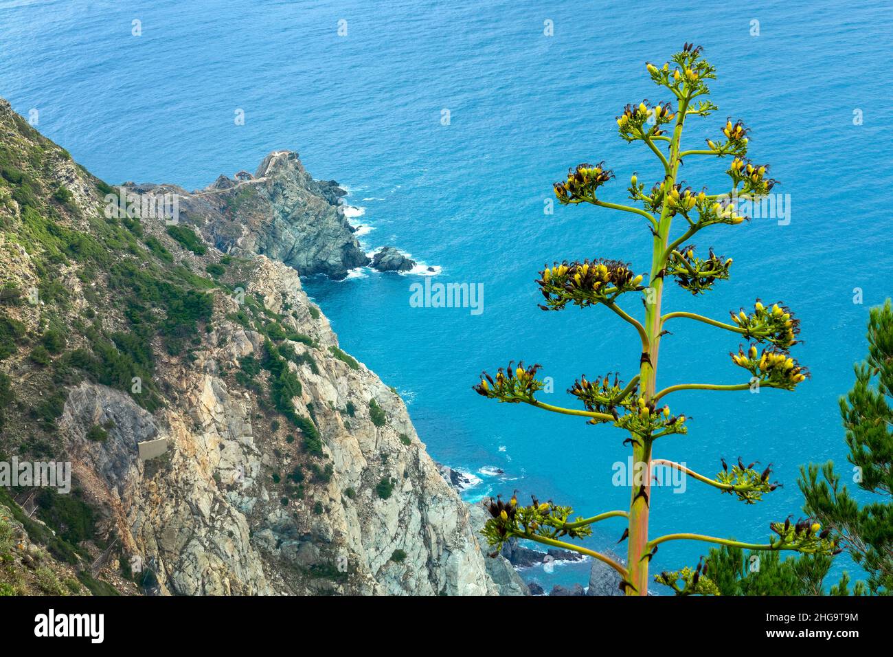 Agavenblume, mittelmeerküste mit Felsen und blauem Wasser im Hintergrund Stockfoto