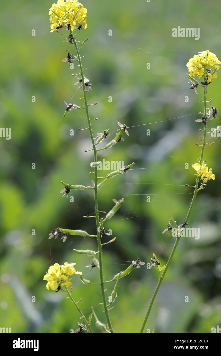 Kohlfliege (auch Kohlwurzelfliege, Wurzelfliege oder Rübenfliege) - Delia radicum durch parasitären Pilz - Entomophthora muscae. Stockfoto