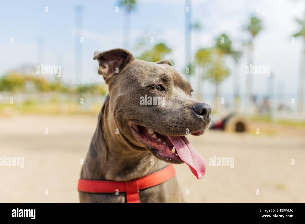 Fröhliches amerikanisches staffordshire, das in einem sonnigen Park in Strandnähe sitzt Stockfoto