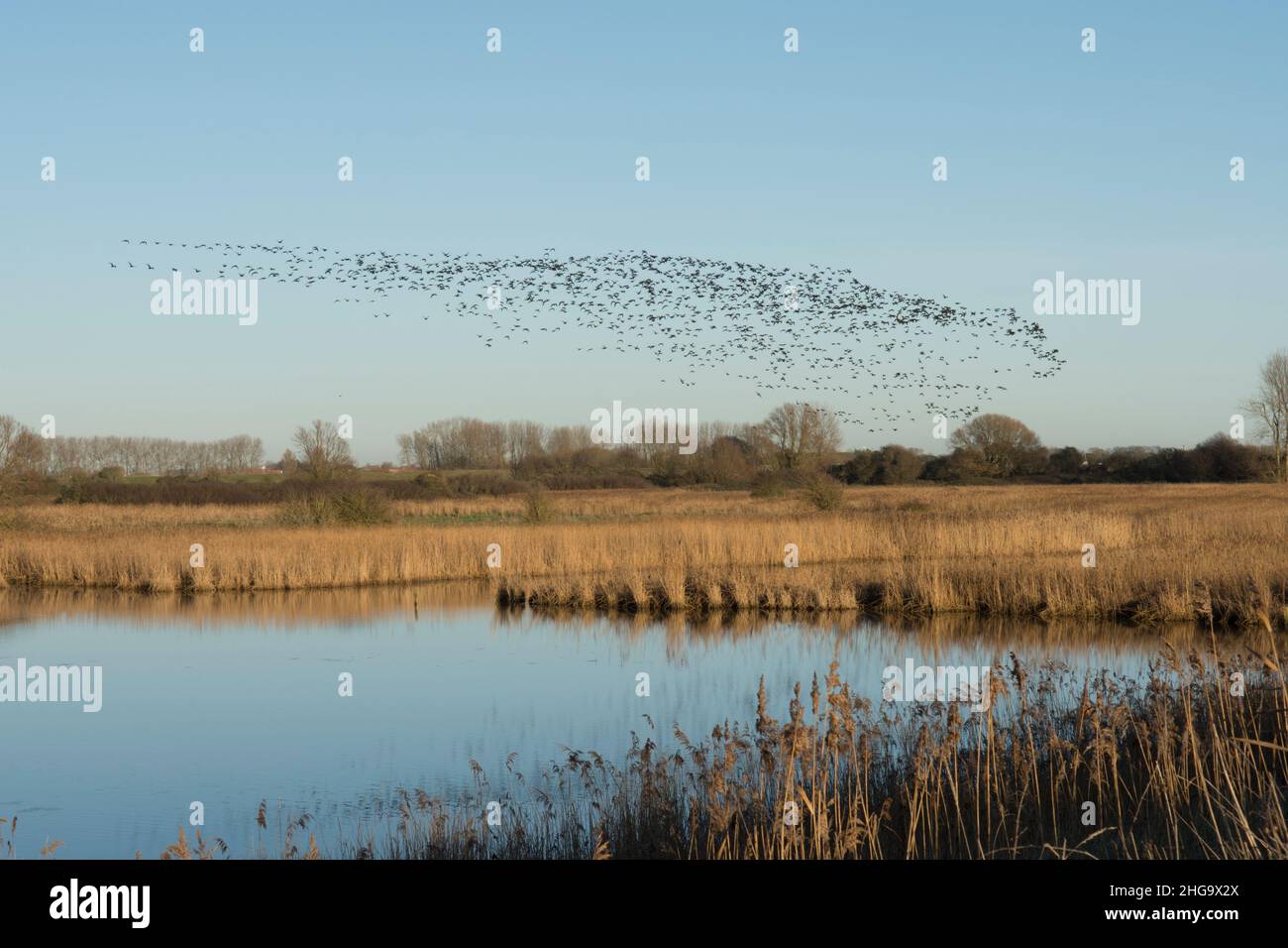 Schar von Brent-Gänsen, Branta bernicla, die in einer Schar über den Breach Pool, Pagham Harbour, auf dem Weg zum Futter, Januar, Winter, Großbritannien, fliegen Stockfoto