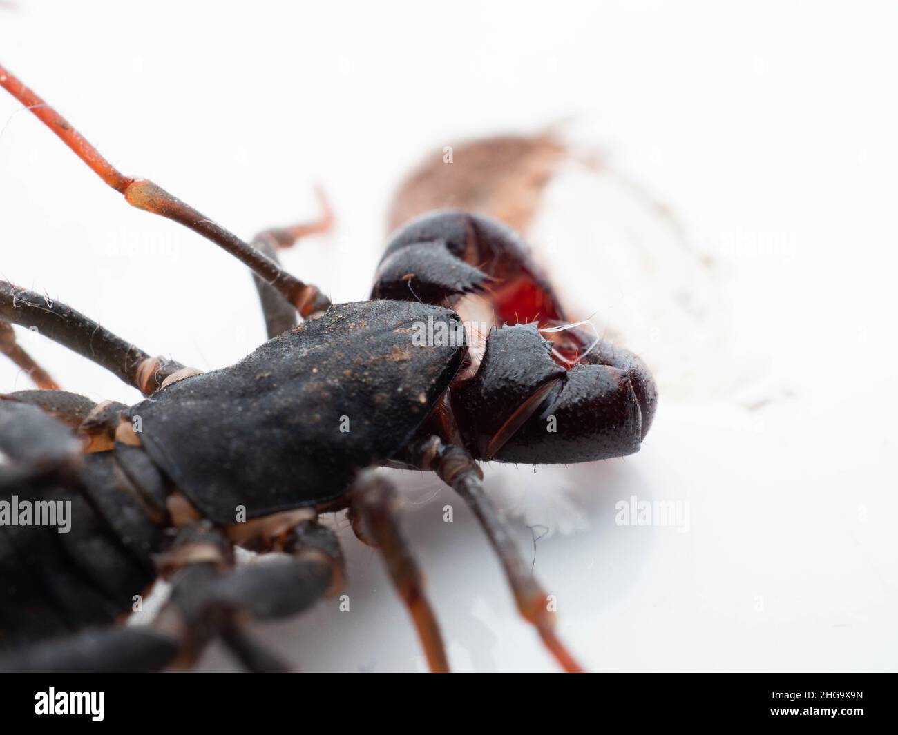 Nahaufnahme von Thelyphonida, einer Arachniden-Ordnung, die Wirbellose umfasst, die allgemein als Peitschenskorpione oder Essige bekannt sind Stockfoto