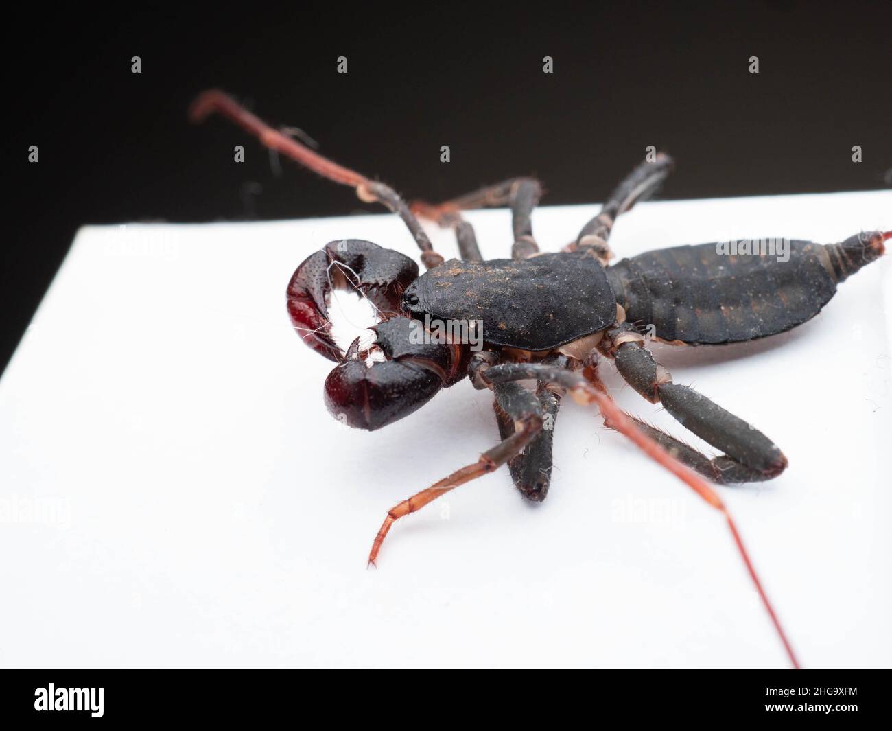 Nahaufnahme von Thelyphonida, einer Arachniden-Ordnung, die Wirbellose umfasst, die allgemein als Peitschenskorpione oder Essige bekannt sind Stockfoto