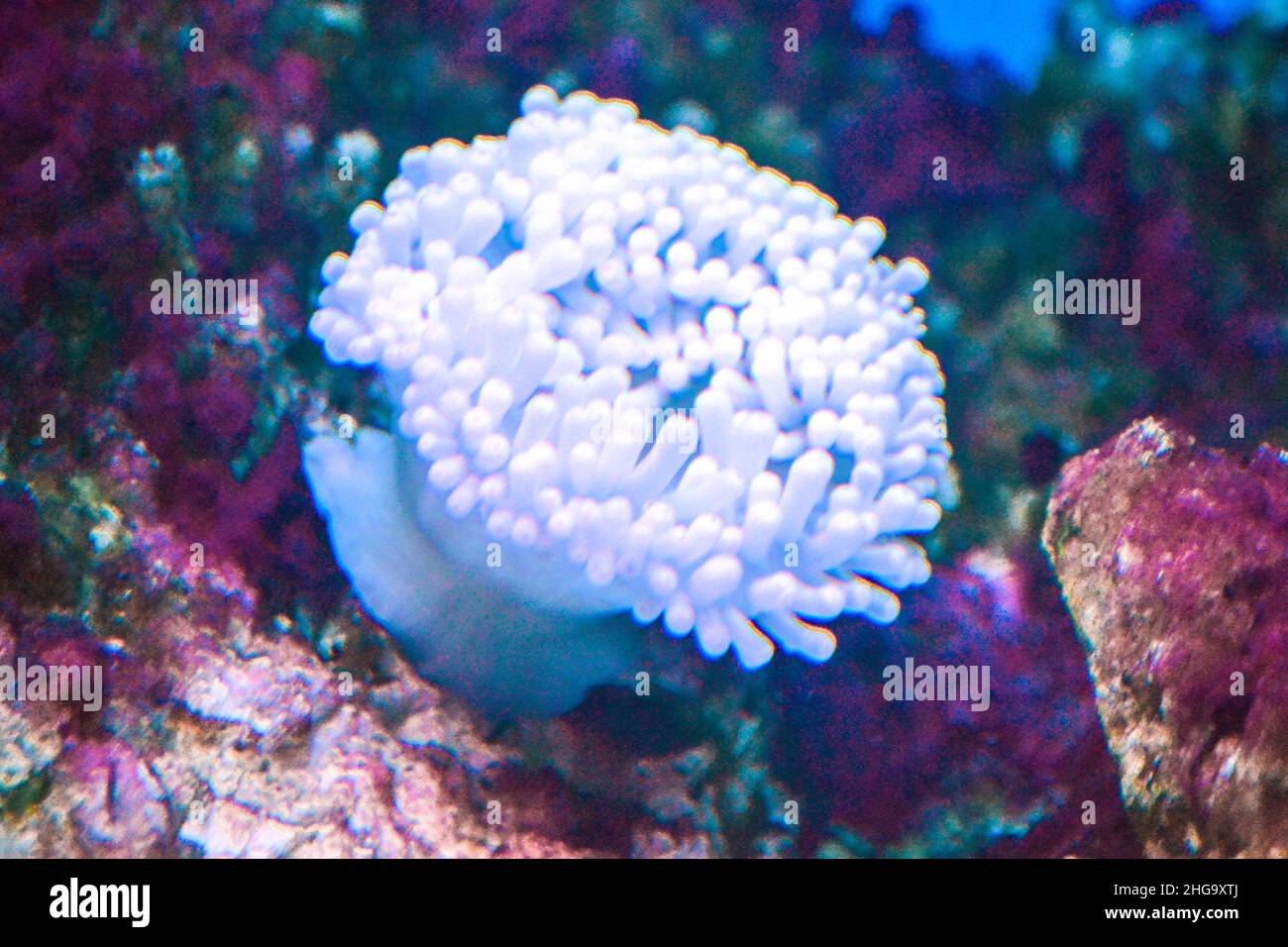 Korallenriff im Aquarium - cnidaria Stockfoto