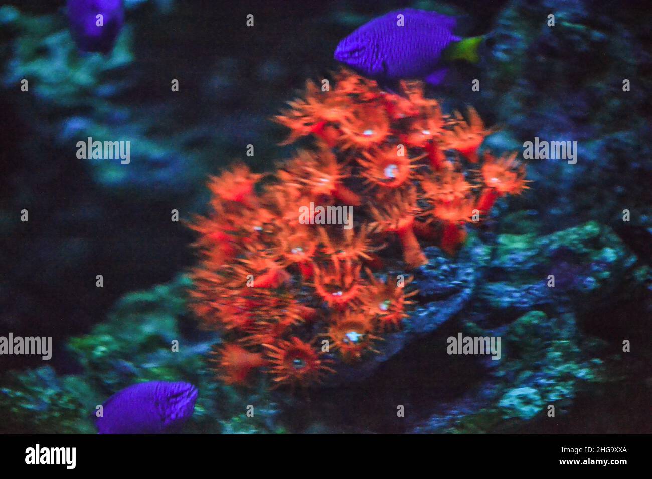 Korallenriff im Aquarium - cnidaria Stockfoto