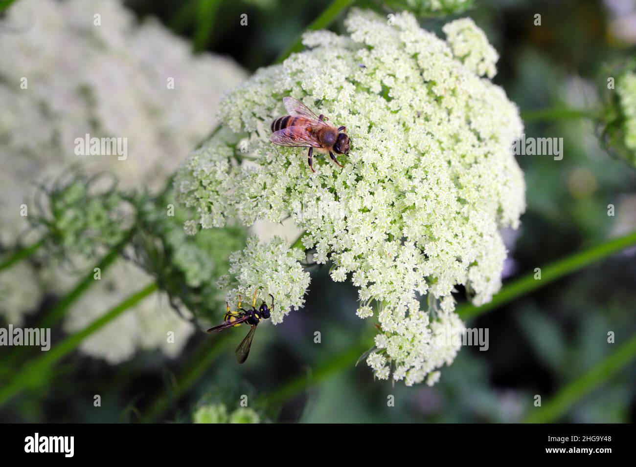 Honigbiene sammelt Pollen an der Blüte. Stockfoto