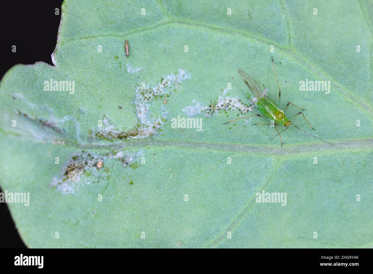 Blattlaus und gedeiht auf einem beschädigten Blatt. Dies sind gefährliche Schädlinge von Pflanzen. Stockfoto