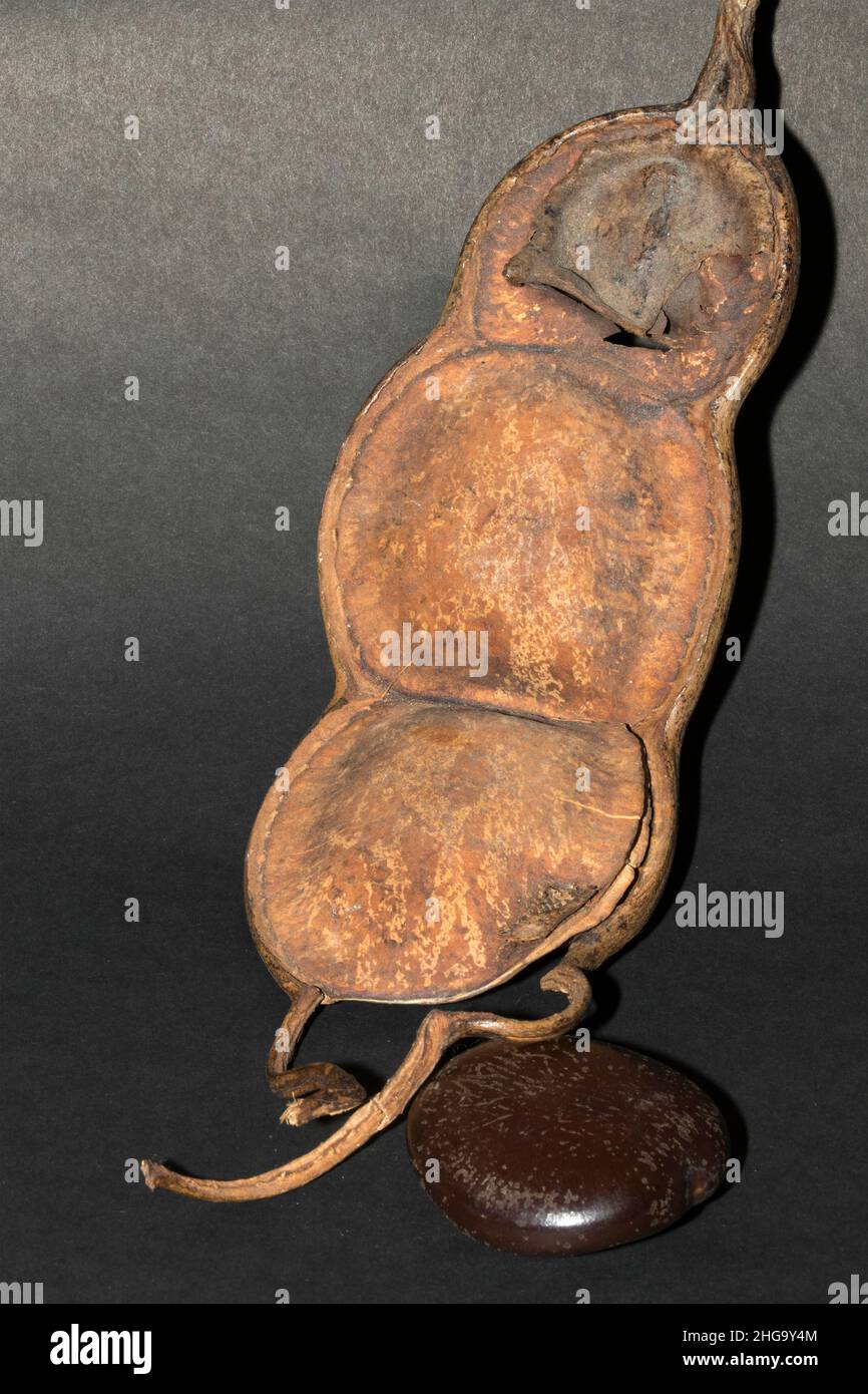 Eine der extremsten Formen der Samenausbreitung ist die große Meeresbohne. Ein Kriechgang in tropischen Gebieten, der entlang von Wasserläufen und Sümpfen wächst Stockfoto